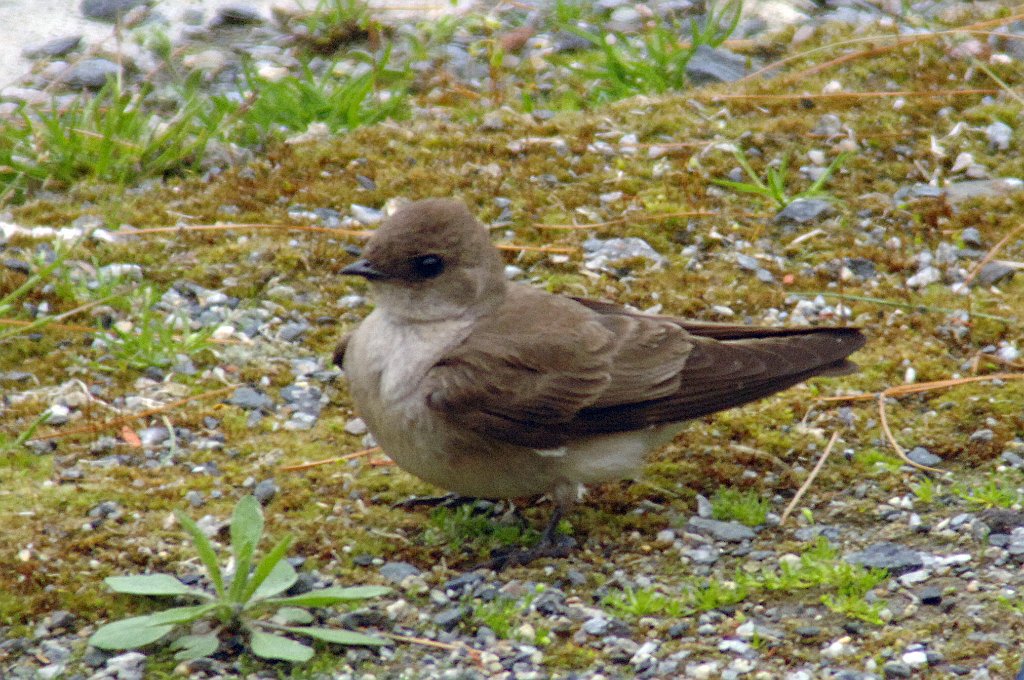 Swallow, Northern Rough-winged, 2008-05182851 Pointe Rok, MA.JPG - Northern Rough-winged Swallow and Tree Swallow. Pointe Rok, MA, 5-18-2008